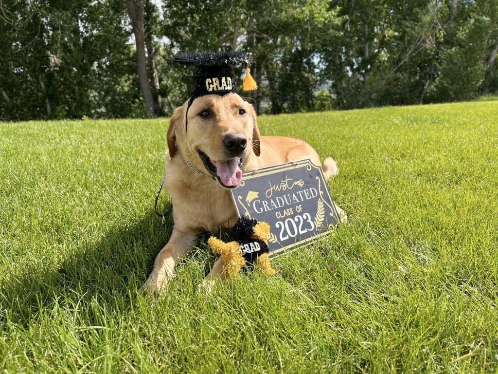 yellow lab in graduation cap